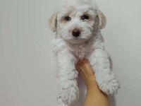 Maltipoo yavru köpeğimiz