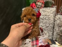 Vitrin güzeli poodle