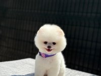 Enerjik Oyun Dostu Pomeranian