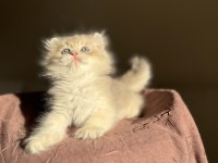 Nadir Renk Blue Golden Ay11 British Longhair