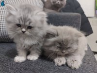British longhair Zühtüm yuva arıyor