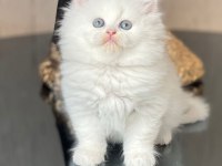 Tüm ekipmanlarıyla beraber verilecek british longhair