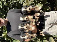 Bernese yavrularımız