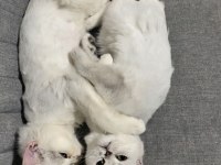 SİLVER ERKEK VE DİŞİ KEDİMİZ