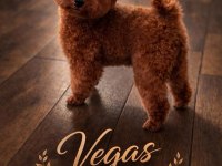 3 AYLIK DİŞİ KORE POODLE