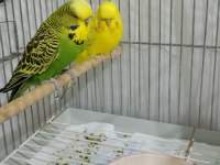 Uyguna Takım Muhabbet Kuşu