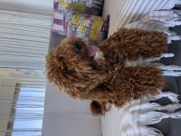 Toy poodle köpeği