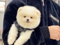 Pomeranian Boo Köpeğimiz