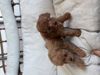 45 Günlük 2 Dişi Toy Poodle