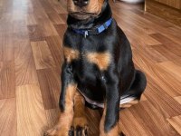 A Kalite Estetikli Doberman Köpeğimiz