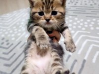 British shorthair bebişlerimizi sahiplendiriyoruz