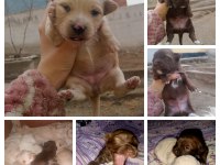 Terrier Maltese Yavrularımız A Kaliteli