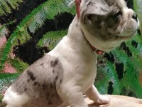 Scrli babadan dişi blue merle pied french bulldog