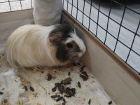 İsmi karamel ginepig