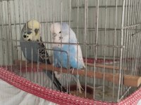 Hazır çift show jumbo
