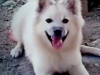 Pomeranian spitz 7 aylık erkek