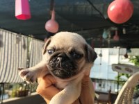 Pug yavruları