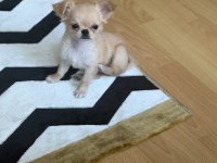 Chihuahua 3 aylık köpeğimiz