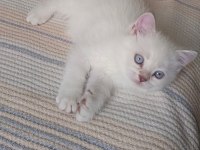2 aylık scottish fold yavrularımız yeni yuvalarını arıyor