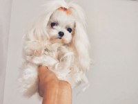Teacup Gerçek Korea Maltese Yavruları