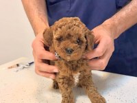 Toy Poodle Yavrularımız Kilogram Garantili
