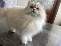 British longhair lynx point dişi
