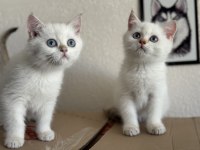 Ankaranın en özel golden point british shorthair 