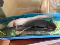 Ücretli axolotl