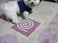 11 aylık köpeğimiz Lucky