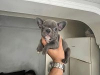 French bulldog yavrular ırk sağlık garantili