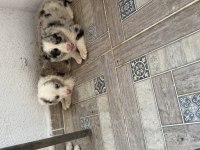 ÜRETİCİDEN HARİKA BORDER COLLIE YAVRULAR