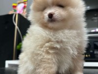 40 Günlük Pomeranian siyah ve beyaz