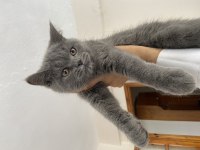 3 Aylık Safkan British Shorthair yavrular AYDIN-DİDİM