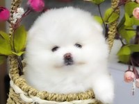 Dişi Kar Beyaz, Pomeranian Boo Üst Kalite