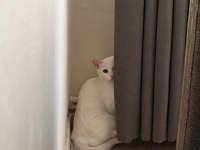 Ücretsiz Sahiplendirme Kedimiz Leo Erkek Kısırlaştırılmış