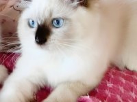 Secereli ragdoll