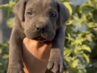 CANE CORSO BLUE
