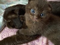 British Shorthair Yavrularımız Yuva Arıyor