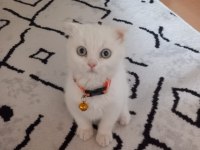 Beyaz scottish fold