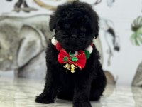 2 aylık siyah dişi Maltipoo yavru