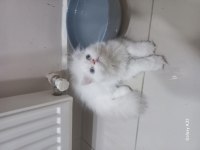 Chinchilla Pamuk şekerler