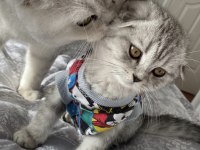 7 aylık scottish fold