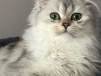 British longhair annenin bebişleri