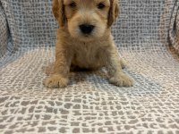 EVINIZIN YAKISIKLI MALTİPOO MINIKLERI