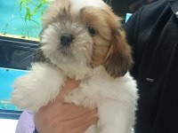 Sağlık ve ırk garantili yavru shih tzu