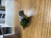 3 ADET EL BESLEME BEBEK KONUR
