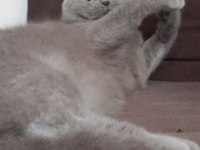 Dişi British Shorthair
