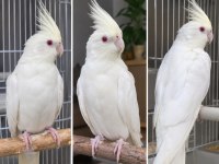 4 aylık sultan papağanı
