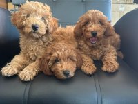 2 AYLIK TOY POODLE YAVRULARIMIZ
