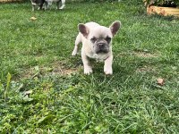Yavru fazlalıktan french bulldog